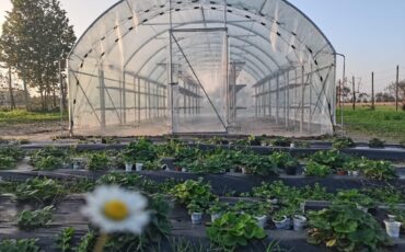 Serre per orti e agricoltura